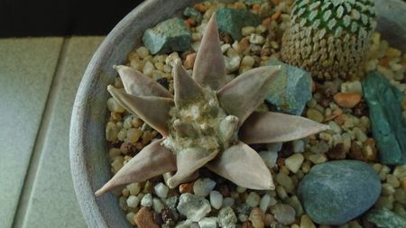 Ariocarpus retusus