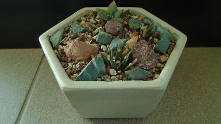 Grup de 4 Ariocarpus; Ariocarpus fissuratus
Ariocarpus bravoanus ssp. hintonii
Ariocarpus retusus ssp. panarottoy             
Ariocarpus agavoides
