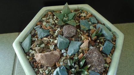 Grup de 4 Ariocarpus; Ariocarpus fissuratus
Ariocarpus bravoanus ssp. hintonii
Ariocarpus retusus ssp. panarottoy             
Ariocarpus agavoides
