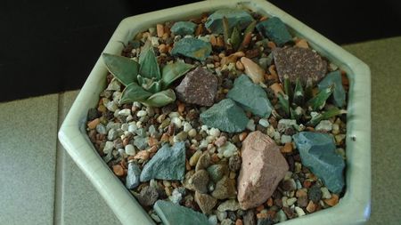 Grup de 4 Ariocarpus; Ariocarpus fissuratus
Ariocarpus bravoanus ssp. hintonii
Ariocarpus retusus ssp. panarottoy             
Ariocarpus agavoides
