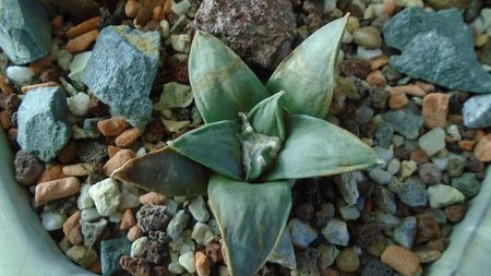 Ariocarpus retusus ssp. panarottoy