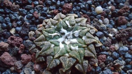 Ariocarpus kotschoubeyanus v. macdowellii