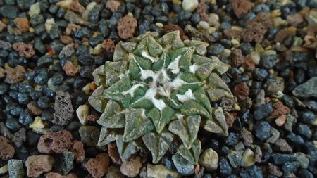 Ariocarpus kotschoubeyanus v. macdowellii