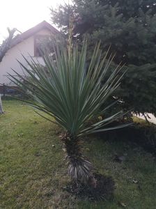 yucca gloriosa