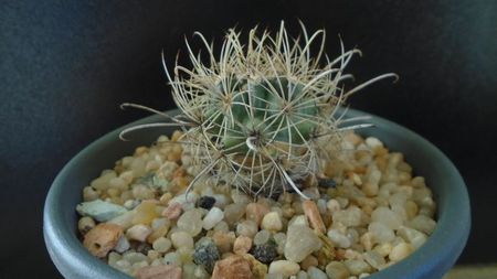 Cactusi cold hardy: Ancistrocactus (Sclerocactus) scheeri (-12C)