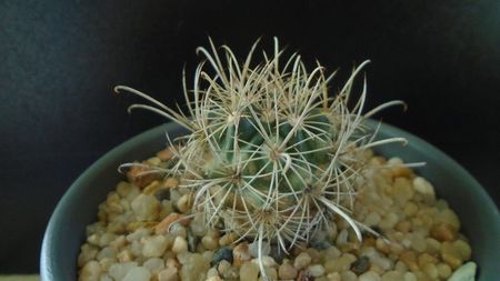 Cactusi cold hardy: Ancistrocactus (Sclerocactus) scheeri (-12C)