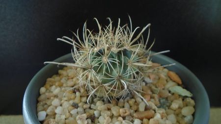 Cactusi cold hardy: Ancistrocactus (Sclerocactus) scheeri (-12C)