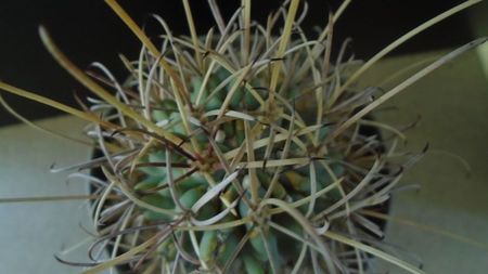 Cactusi cold hardy: Glandulicactus (Sclerocactus, Ancistrocactus) wrightii, JM136 Marathon, Tx (-12C