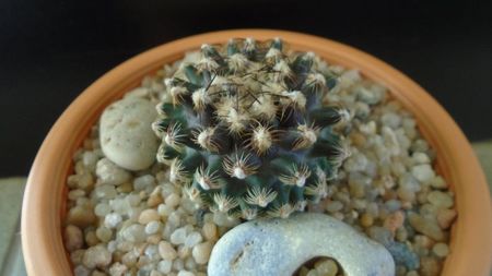 Cactusi cold hardy:  Pediocactus knowltonii (-10 -25C)