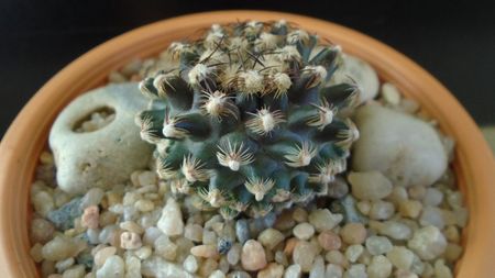 Cactusi cold hardy:  Pediocactus knowltonii (-10 -25C)