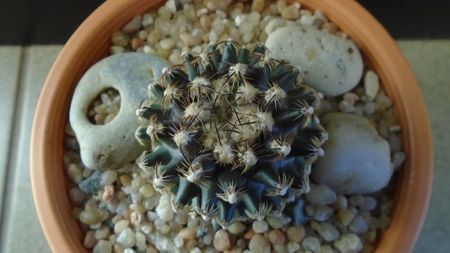 Cactusi cold hardy:  Pediocactus knowltonii (-10 -25C)