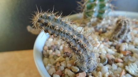 Austrocactus longicarpus (-18C)