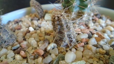 Austrocactus hibernus (-18 C)