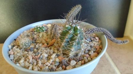 Echinocereus triglochidiatus (-20 C)