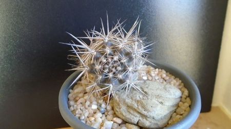 Cactusi cold hardy: Austrocactus patagonicus (-20C)