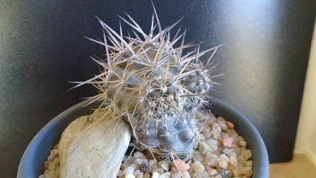 Cactusi cold hardy: Austrocactus patagonicus (-20C)