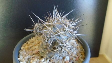 Cactusi cold hardy: Austrocactus patagonicus (-20C)