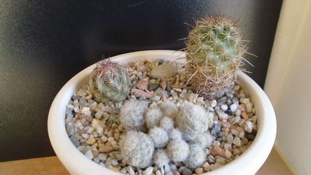 Cactusi cold hardy: grup de 3 Escobaria (-12C); Escobaria dasyacantha, Coll. Joseph Odehral (-12C)
Escobaria hesteri (-12C)   
Escobaria sneedii ssp. leei (-17C)
