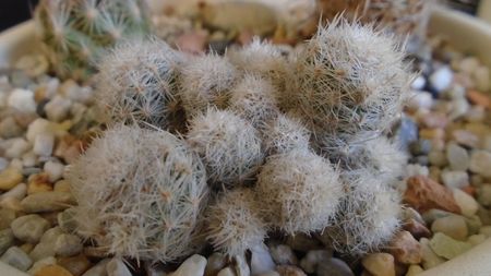 Escobaria sneedii ssp. leei (-17C)