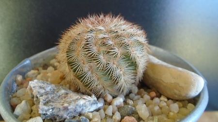 Cactusi cold hardy: Echinocereus reichenbachii ssp. baileyi (-30C)