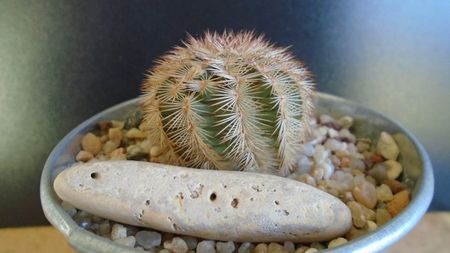 Cactusi cold hardy: Echinocereus reichenbachii ssp. baileyi (-30C)