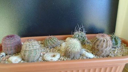 Cactusi cold hardy: grup de 7 Echinocereus (-10 -20C); E. knippelianus              
E. fendleri v. rectispinus              
E. dasyacanthus  
E. fitchii 
E. perbellus 
E. rigidissimus v rubispinus 
E. viridiflorus
