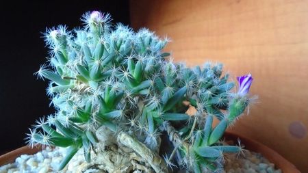 Trichodiadema densum, boboci