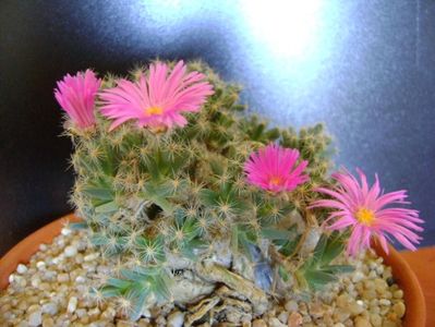 Trichodiadema densum