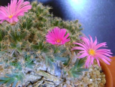 Trichodiadema densum