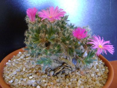 Trichodiadema densum