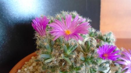 Trichodiadema densum