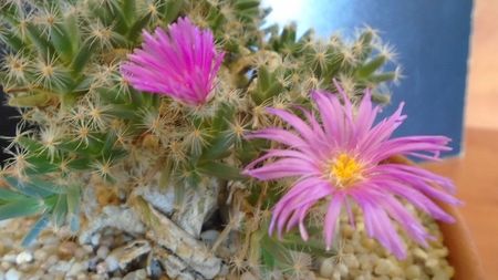 Trichodiadema densum