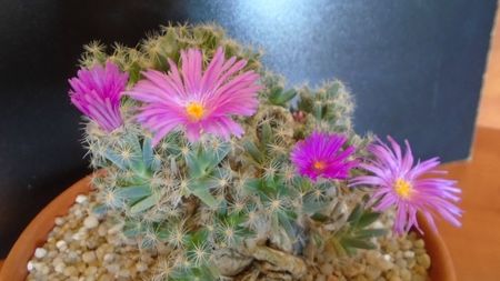 Trichodiadema densum