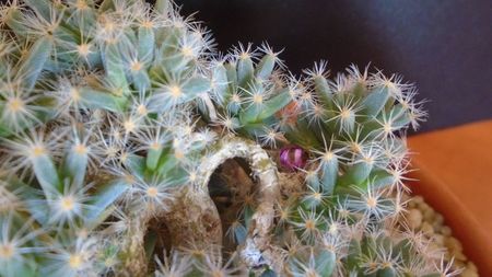 Trichodiadema densum