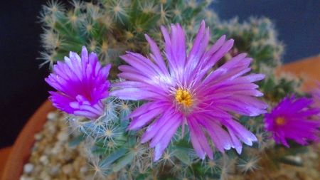 Trichodiadema densum