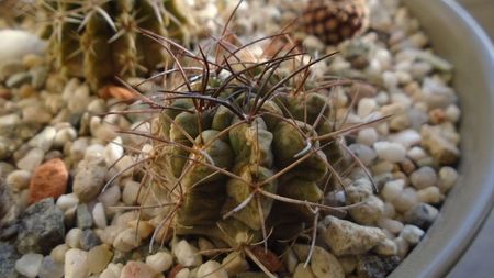 Eriosyce taltalensis ssp. paucicostata f. viridis (Neoporteria)