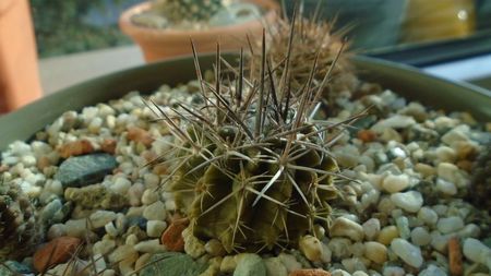 Eriosyce taltalensis ssp. echinus (Neoporteria)