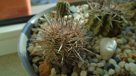 Eriosyce (Neoporteria) subgibbosa