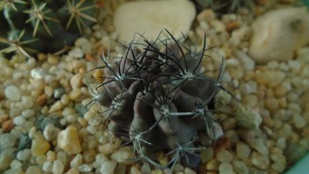 Eriosyce (Neoporteria) crispa v. huascensis