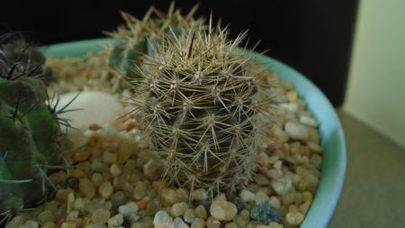 Eriosyce (Neoporteria) subgibbosa