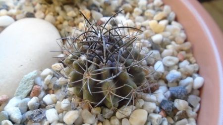 Eriosyce (Neoporteria) crispa v. huascensis