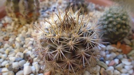 Eriosyce (Neoporteria) subgibbosa