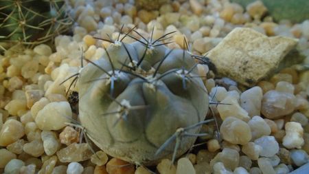 Eriosyce (Pyrrhocactus) villicumensis