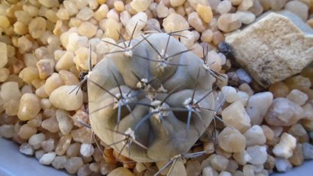 Eriosyce (Pyrrhocactus) villicumensis