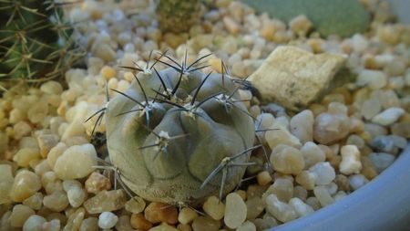 Eriosyce (Pyrrhocactus) villicumensis