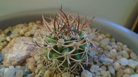 Eriosyce (Pyrrhocactus) bulbocalyx