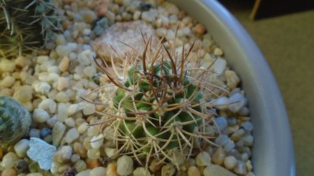 Eriosyce (Pyrrhocactus) bulbocalyx