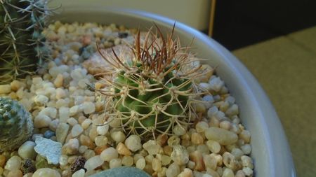 Eriosyce (Pyrrhocactus) bulbocalyx