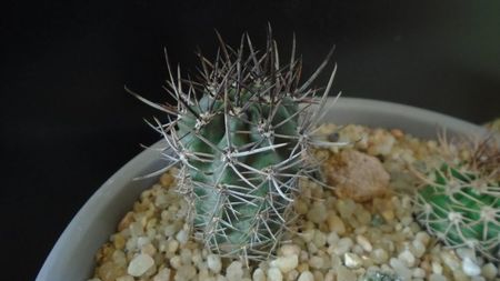 Eriosyce kattermannii (Pyrrhocactus andreaeanus)