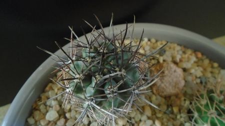 Eriosyce kattermannii (Pyrrhocactus andreaeanus)